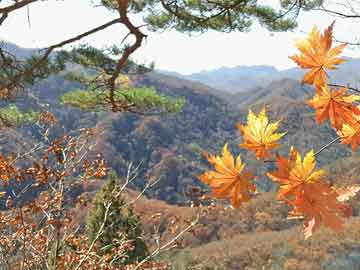 沈高仁虎画最新价格-沈高仁虎画最新估价