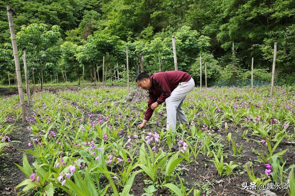 现代重楼种植培育尖端技术