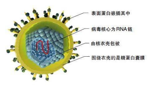 新冠病毒最新好消息，共筑健康未来