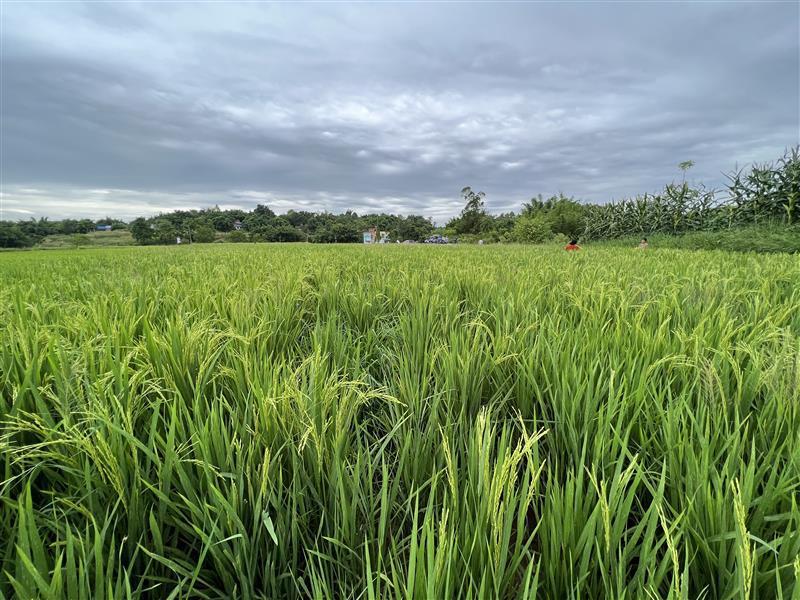 永川机场最新动态