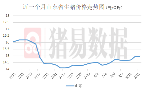 山东明日最新猪市行情