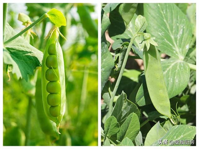 解锁手机豌豆荚最新版本，畅享全新功能下载体验